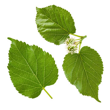 fresh green mulberry leaves isolated on white background.