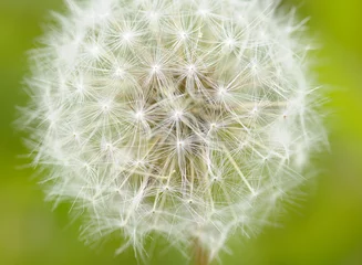 Deurstickers Dandelion seedhead © john