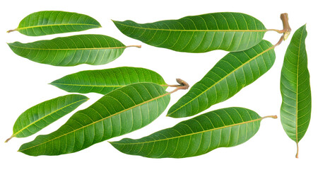 Fototapeta na wymiar Mango leaves isolated on white background, Green mango leaves isolated on white with work path.