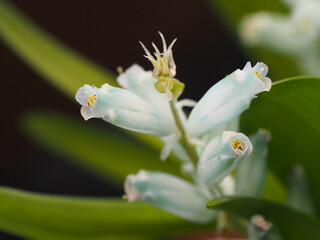 翡翠色の花　ラケナリア