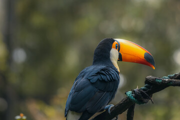 Animals in the wild. Toco Tucan (Ramphastos Toco) bird on a tree sitting on a branch in tropical forest or jungle. Unique bird with huge colorful beak. © Tatiana Kashko