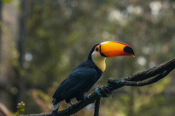 Photo of a Ramphastos toco aka Tucano-toco, typical bird of the tropical rainforests of South America