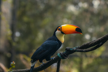 The toco toucan bird on the wood tree in forest