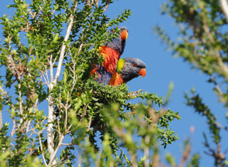 Rainbow Lorikeet Pair
