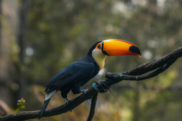 Brazil Toco Toucan Tucan Ramphastos Ramphastidae brazilian bird © Tatiana Kashko
