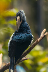 Silvery-cheeked hornbill (Bycanistes brevis) and his portrait of the head and beak