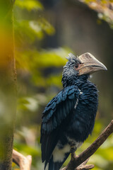 Close up portrait of Silvery cheeked hornbill in the forest