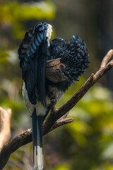 Silvery cheeked Hornbill (Bycanistes brevis) cleaning its feathers