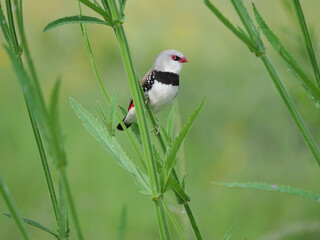Diamond Firetail Finch