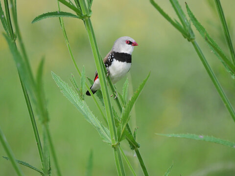 Diamond Firetail Finch
