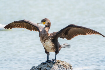 Great cormorant, Phalacrocorax carbo, sits on stone and dries its wings on the wind.