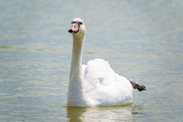 Graceful white Swan swimming in the lake, swans in the wild. Portrait of a white swan swimming on a lake.