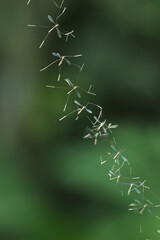 a collection of crane flies in their nest with a green background