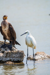 Small white heron, or Little egret, Egretta garzetta, and Great cormorant, Phalacrocorax carbo, sitting on a cliff and looking for fish in shallow water