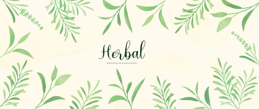 Botanical herbal watercolor background vector. Hand drawn green aromatic fresh herbal leaf branch background. Decorative garden foliage design for wallpaper, cover, advertising, healthcare product.