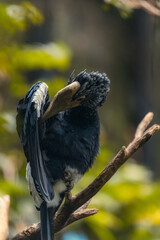 Silvery-cheeked Hornbill (Bycanistes brevis) cleaning feathers in Lake Manyara national park, Tanzania