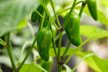 Fresh green jalapeno peppers growing on the vine in an organic home garden - 574124258