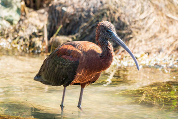 The glossy ibis, latin name Plegadis falcinellus, searching for food in the shallow lagoon.