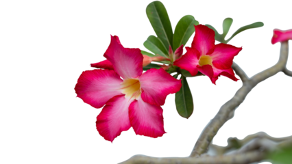 vibriant and colorful desert rose flower isolated on white background