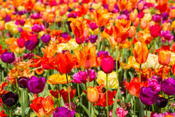 Colorful tulips on sunny day Keukenhof flower garden Lisse Netherlands. Happy kings day.