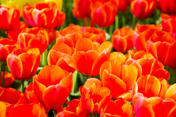 Fototapeta premium Colorful tulips on sunny day Keukenhof flower garden Lisse Netherlands. Happy kings day.