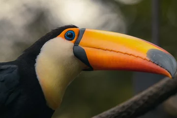 Fotobehang closeup portrait of the face of a toco toucan, tropical bird specie from America © Tatiana Kashko