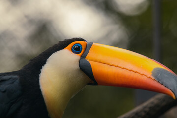 profile of toco bird outdoor. toco bird in wildlife. toco bird with orange beak. photo of toco bird