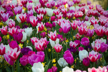 Colorful tulips on sunny day Keukenhof flower garden Lisse Netherlands. Happy kings day.