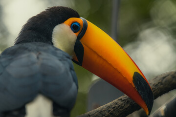 close up shot of toucan bird, Portrait of a toucan with a huge beak © Tatiana Kashko