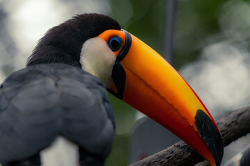 A great close up shot of a beautiful big toucan bird © Tatiana Kashko