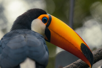 The toco toucan (Ramphastos toco), also known as the common toucan or giant toucan, searching for food in the North part of the Pantanal in Brazil © Tatiana Kashko