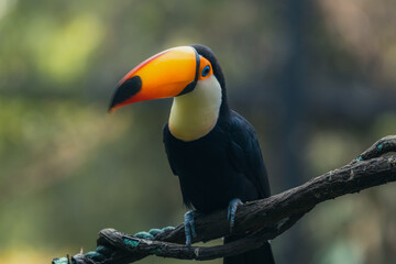 Toco Toucan, ramphastos toco, Adult standing on Branch