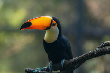 A yellow black colored toucan bird resting on the dried stem on a tree and behind the light green background. Toucans are members of the Neotropical near passerine bird family Ramphastidae. © Tatiana Kashko