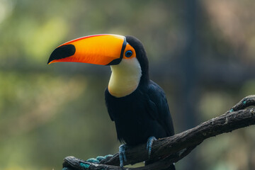 The exotic and colorful toucan bird. Brazilian bird seen in profile in the Amazon rainforest.