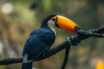 Toucan, bird of Brazilian fauna, with its black feathers and large and colorful beak delights everyone who sees it. © Tatiana Kashko