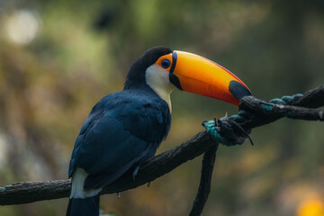 profile of toco bird outdoor. toco bird in wildlife. toco bird with orange beak. photo of toco bird © Tatiana Kashko