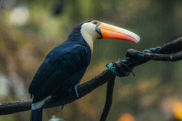 Toucan, bird of Brazilian fauna, with its black feathers and large and colorful beak delights everyone who sees it. © Tatiana Kashko