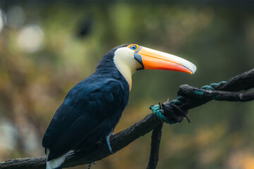 Toucan tropical exotic bird from the rainforest with its iconic yellow orange beak sitting on the branch of a tree surrounded by greenery © Tatiana Kashko