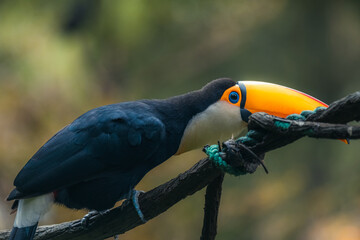 Tucano-toco isolated bird Ramphastos toco close up portrait - Birds place park in Brazil © Tatiana Kashko