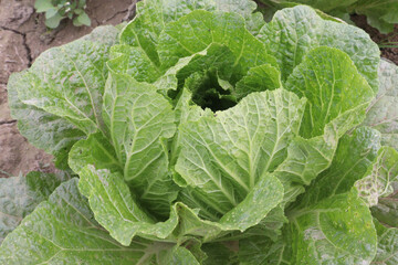 Chinese Cabbage Plant on farm