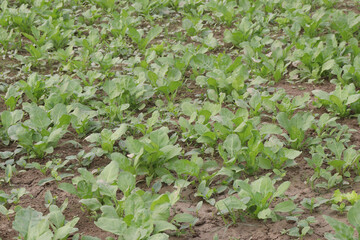 A Green Spinach Palak plant in the field