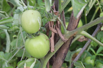 raw tomato on tree in farm