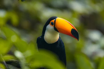 Papier Peint photo Toucan Horizontal banner with beautiful colorful toucan bird (Ramphastidae) on a branch in a rainforest. On blurred background of green color. Copy space for text