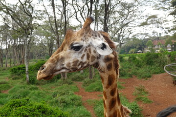 Kenya - Nairobi - Giraffe