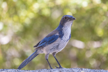 Standing Scrub Jay.  Raucous and mischievous as its corvid cousions,this California Scrub Jay (Aphelocoma californica) stands expecting to be fed seeds and nuts