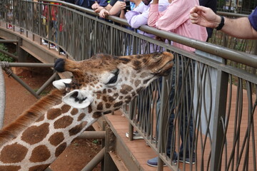 Kenya - Nairobi - Giraffe