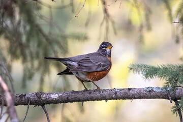 Robin's Roost.  The first return residtent to your yard in spring, The American Robin (Turdus migratorius) is a biring classic. Red breast and belly feathers under stone gray wings