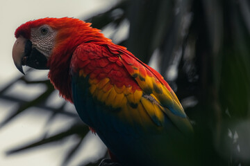 Red macaw specimen posing, also known as red parrot belonging to the ara macao family and is a large bird that lives in the wildlife in the tropical jungle and has a great colorful plumage.