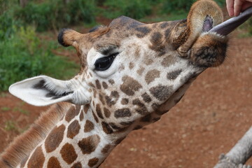 Kenya - Nairobi - Giraffe
