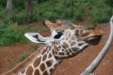 Kenya - Nairobi - Giraffe